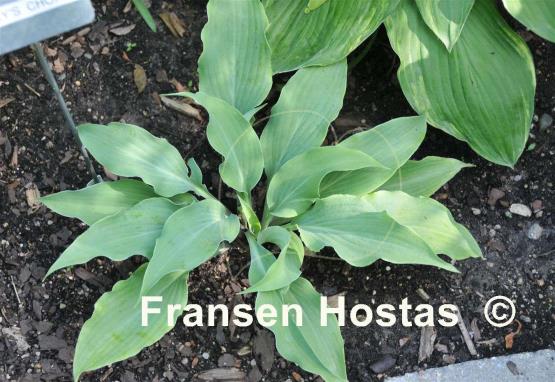 Hosta Becky's Choice